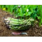 Asparagus Seeds - UC-157 F2