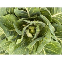 Shop Vates Collards Seeds | Frost-Tolerant Southern Greens | The Seed Guy ®