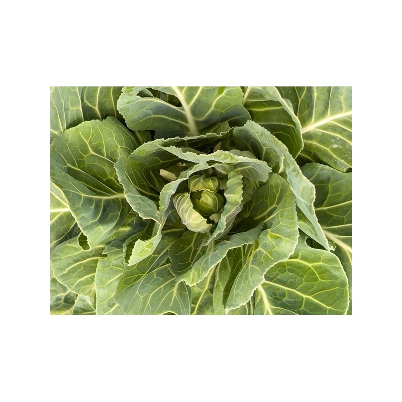 Collard Seeds - Vates