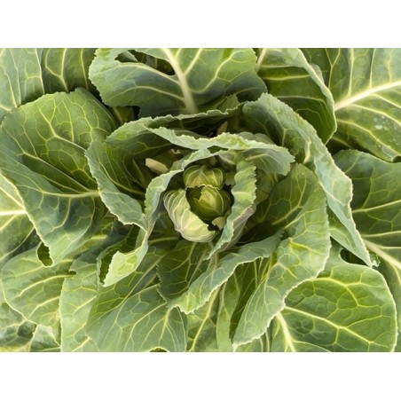 Shop Vates Collards Seeds | Frost-Tolerant Southern Greens | The Seed Guy ®