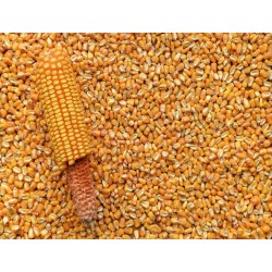 Reid's Yellow Dent Corn Seeds | Heirloom Field Corn | The Seed Guy®