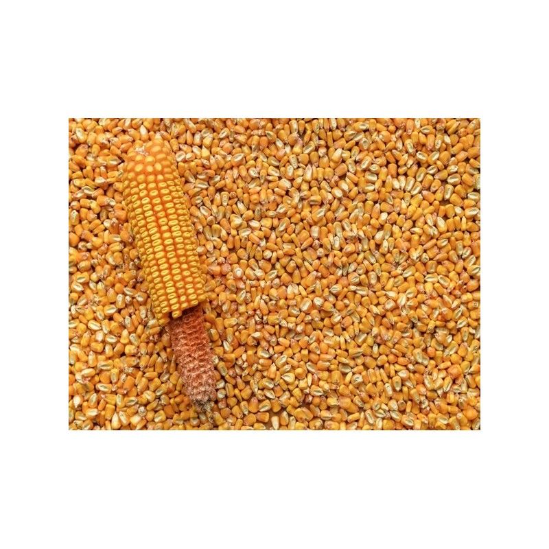 Corn Seeds - Reids Yellow Dent