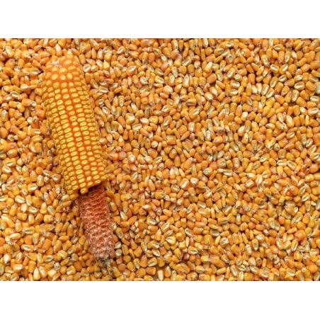 Reid's Yellow Dent Corn Seeds | Heirloom Field Corn | The Seed Guy®