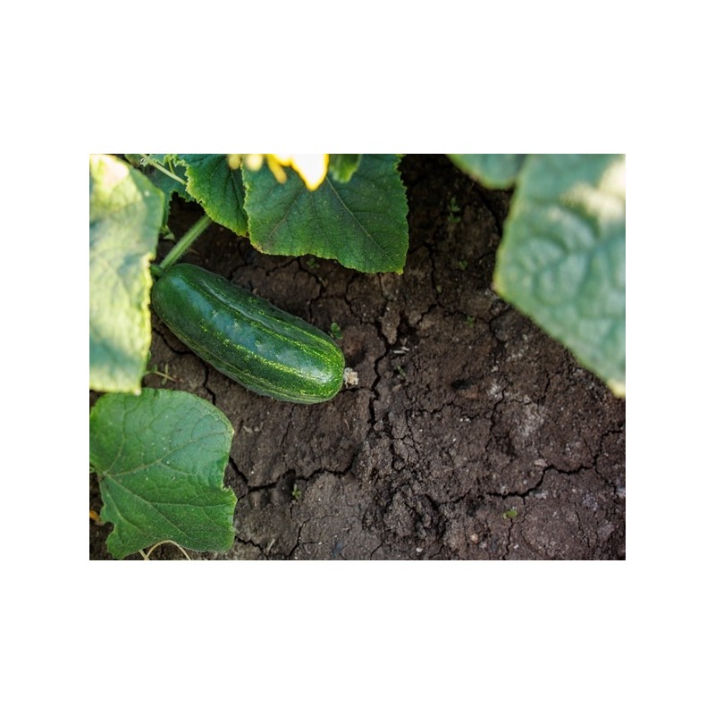 Cucumber - Spacemaster 80 Cucumber - Spacemaster 80
