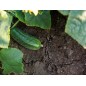 Cucumber - Spacemaster 80 Cucumber - Spacemaster 80