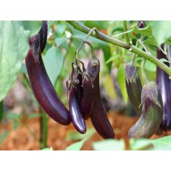 Long Purple Eggplant Seeds | Heirloom Italian Variety | The Seed Guy®