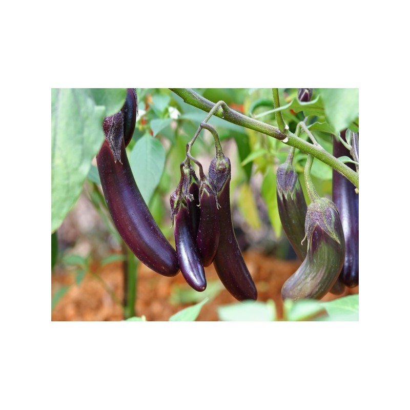 Eggplant Seeds - Long Purple Eggplant Seeds - Long Purple
