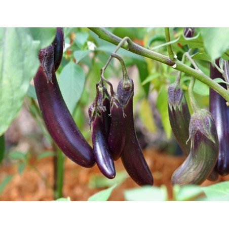 Long Purple Eggplant Seeds | Heirloom Italian Variety | The Seed Guy®