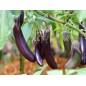 Eggplant Seeds - Long Purple Eggplant Seeds - Long Purple