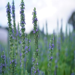 Chia Heirloom Seeds - 100% Non-GMO & Organic - The Seed Guy