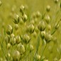 Flax Seeds - Organic