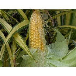Golden Bantam Sweet Corn Heirloom Seeds - 100% Non-GMO & Open-Pollinated - The Seed Guy