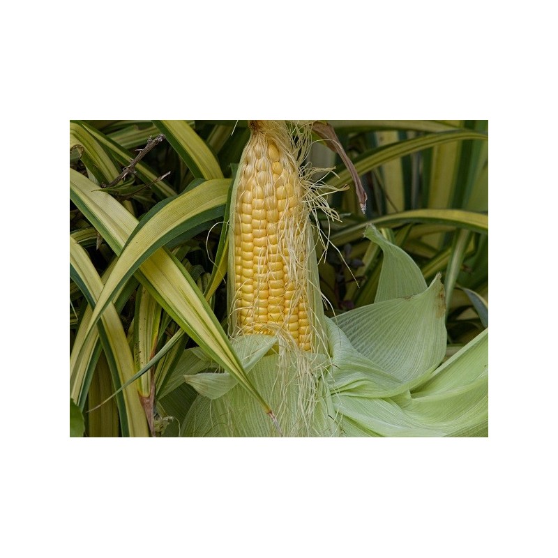 Corn Seeds - Golden Bantam Sweet