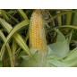 Corn Seeds - Golden Bantam Sweet