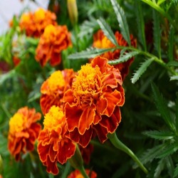 French Marigold Heirloom Seeds - 100% Non-GMO & Open-Pollinated - The Seed Guy