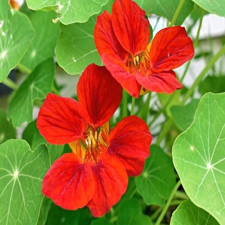 Nasturtium Heirloom Seeds - 100% Non-GMO & Open-Pollinated - The Seed Guy