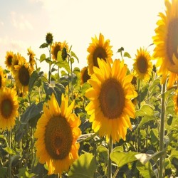 Large Grey Stripe Sunflower Heirloom Seeds - 100% Non-GMO & Open-Pollinated - The Seed Guy