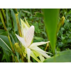 Stowell's Evergreen Corn Heirloom Seeds - 100% Non-GMO & Open-Pollinated - The Seed Guy