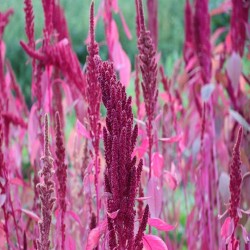 Amaranth Heirloom Seeds - 100% Non-GMO & Organic - The Seed Guy