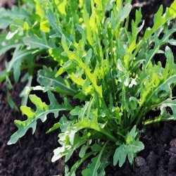 Arugula Heirloom Seeds - 100% Non-GMO & Open-Pollinated - The Seed Guy