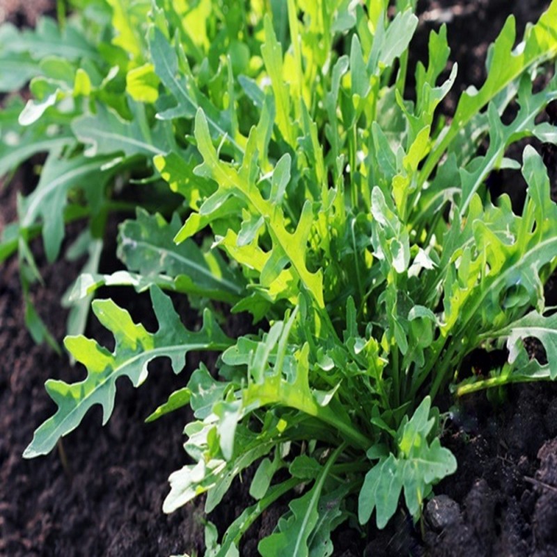 Arugula Seeds - Garden Roquette