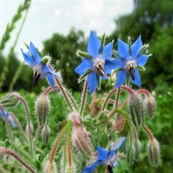 Borage Heirloom Seeds - 100% Non-GMO & Open-Pollinated - The Seed Guy