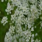 Caraway Seeds Caraway Seeds