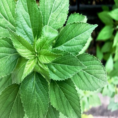 Catnip Heirloom Seeds - 100% Non-GMO & Open-Pollinated - The Seed Guy