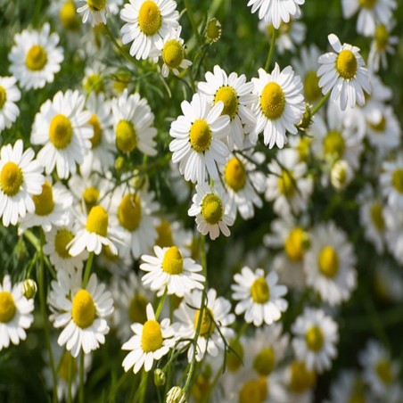 Chamomile Heirloom Seeds - 100% Non-GMO & Open-Pollinated - The Seed Guy