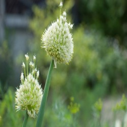 Chives Heirloom Seeds - 100% Non-GMO & Open-Pollinated - The Seed Guy