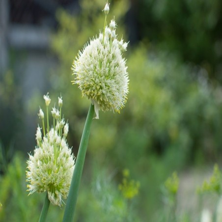 Chives Heirloom Seeds - 100% Non-GMO & Open-Pollinated - The Seed Guy