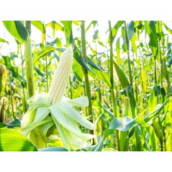 Country Gentleman Corn Heirloom Seeds - 100% Non-GMO & Open-Pollinated - The Seed Guy