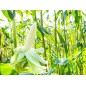 Corn Seeds - Country Gentleman