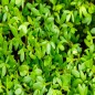 Curled Cress Seeds Curled Cress Seeds