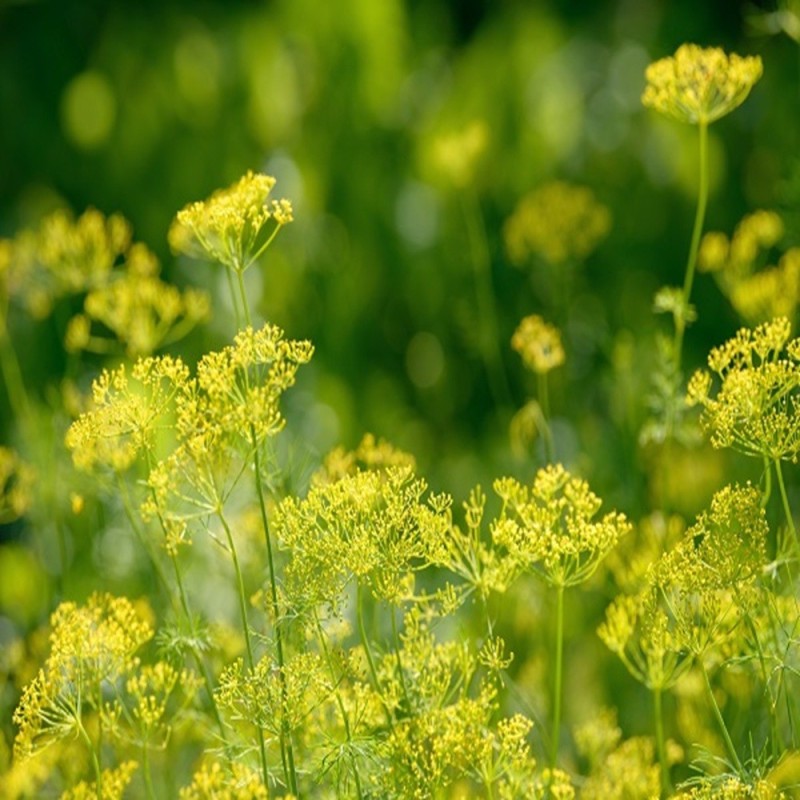 Dill Seeds - Bouquet
