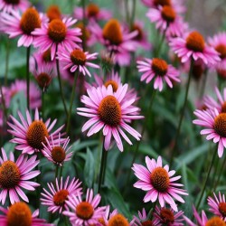 Echinacea Heirloom Seeds - 100% Non-GMO & Open-Pollinated - The Seed Guy