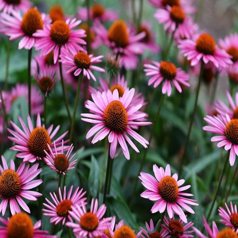 Echinacea Seeds - Purple Cornflower