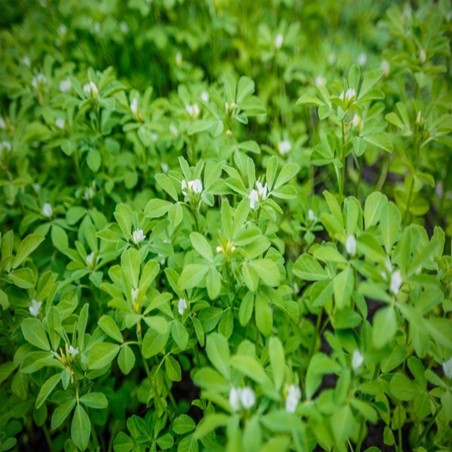 Fenugreek Heirloom Seeds - 100% Non-GMO & Open-Pollinated - The Seed Guy