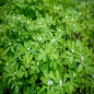Fenugreek Seeds