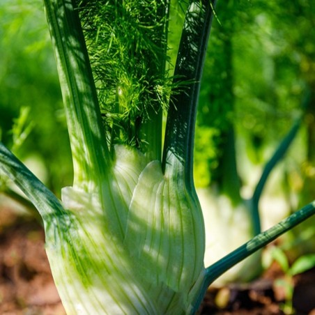 Florence Fennel Heirloom Seeds - 100% Non-GMO & Open-Pollinated - The Seed Guy