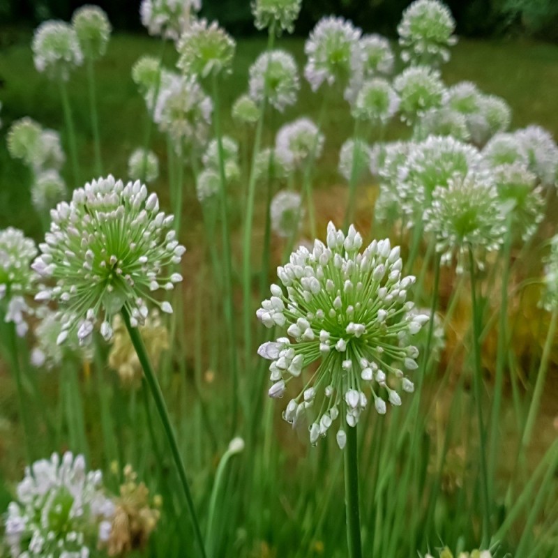 Garlic Chive Seeds