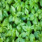 Italian Large Leaf Basil Seeds Italian Large Leaf Basil Seeds