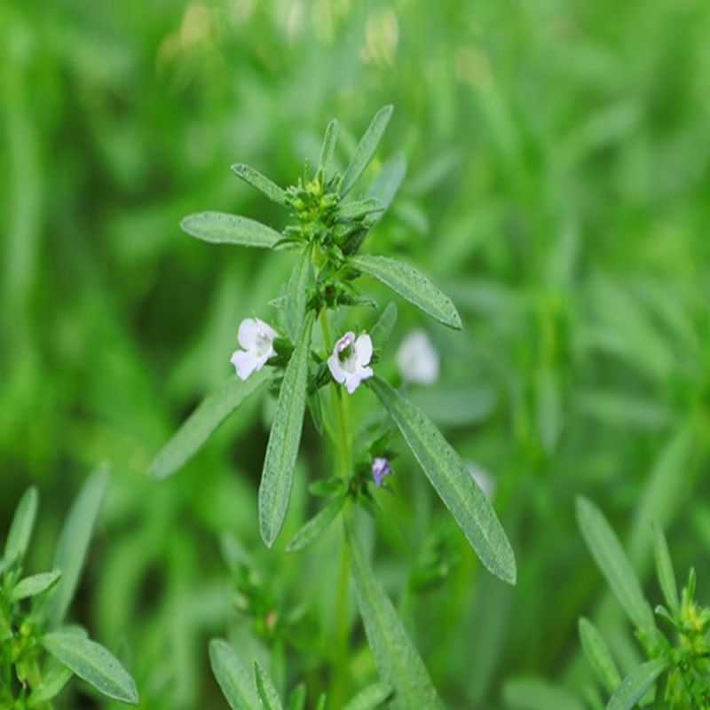 Summer Savory Seeds