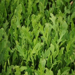 Shop Wild Sylvetta Arugula Seeds | Gourmet Perennial Green | The Seed Guy®