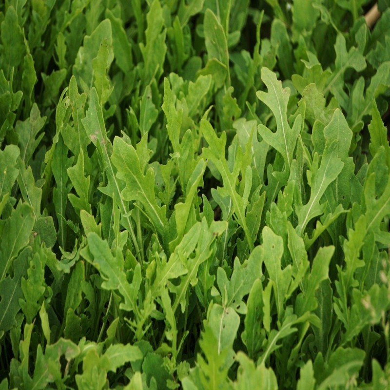 Arugula Seeds - Wild Sylvetta Arugula Seeds - Wild Sylvetta