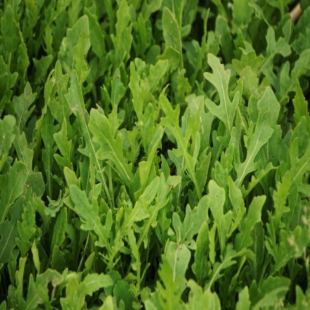 Shop Wild Sylvetta Arugula Seeds | Gourmet Perennial Green | The Seed Guy®
