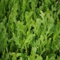 Arugula Seeds - Wild Sylvetta Arugula Seeds - Wild Sylvetta