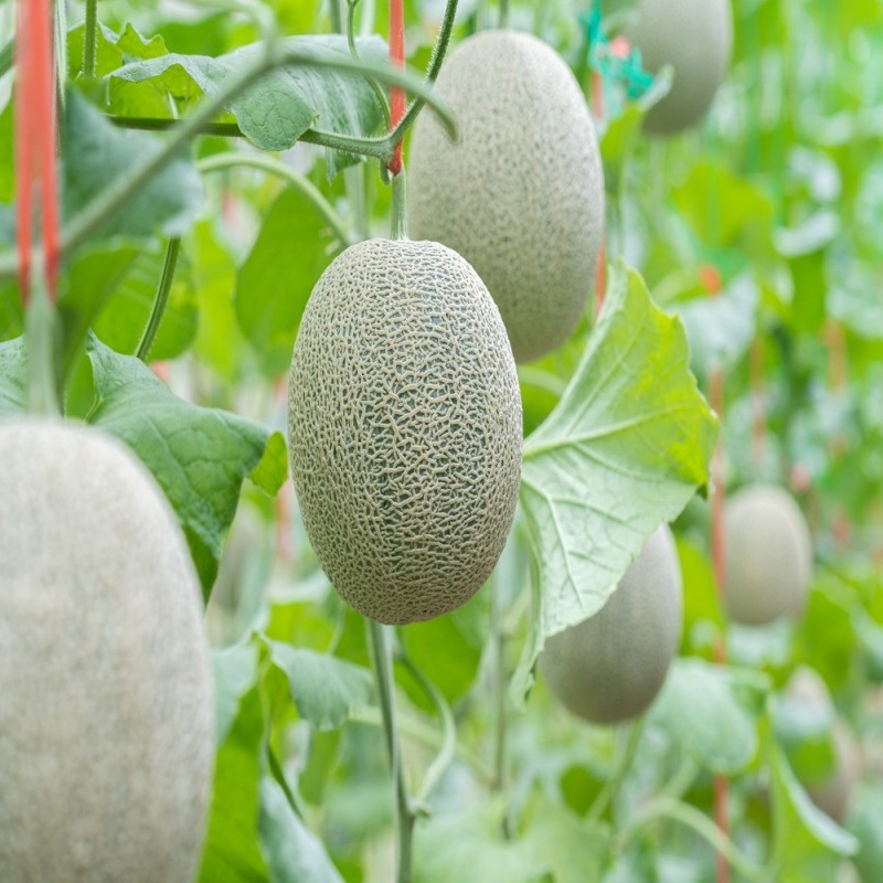 Melon Seeds - Hales Best Melon Seeds - Hales Best