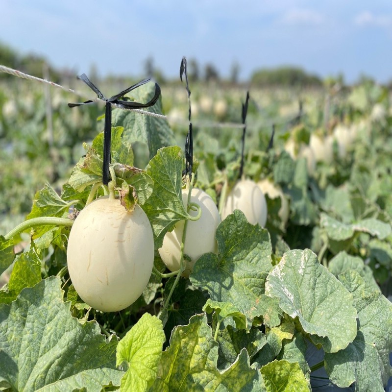 Melon Seeds - Honeydew Orange Flesh Melon Seeds - Honeydew Orange Flesh