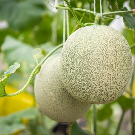 Hearts of Gold Melon Seeds | Highly Aromatic Heirloom | The Seed Guy®